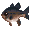 Brown Bass