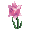 Pink Daffodil