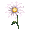 White Daisies